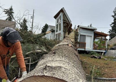 tree falls on house