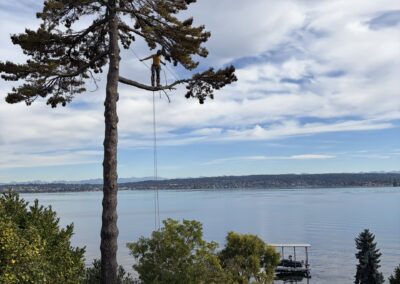 technical tree trimming