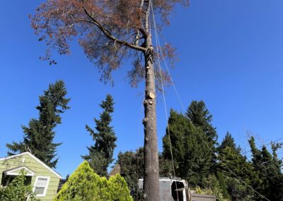 hazardous tree removal