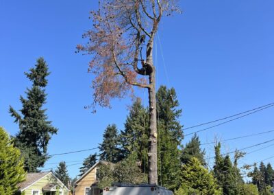 hazard tree removal