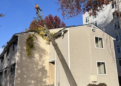 uprooted tree hazard