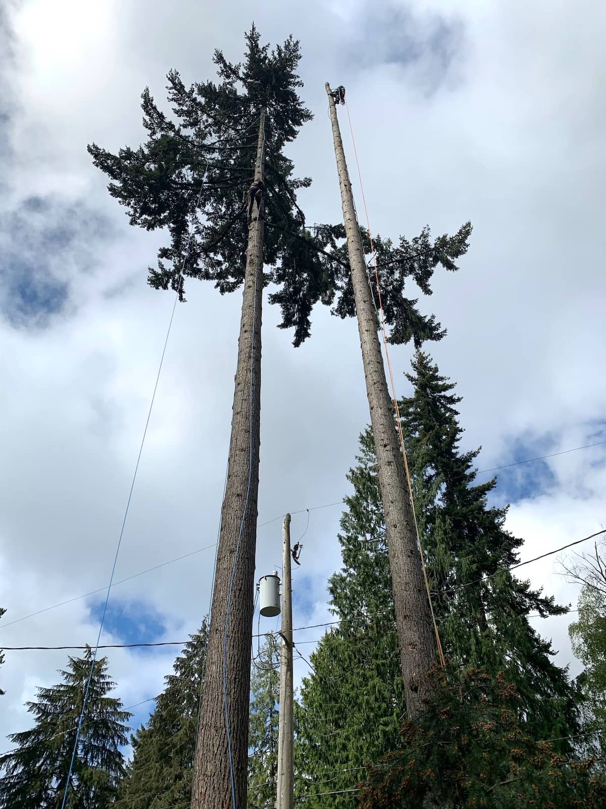 Removing a Dangerous Tree Over Lake Union in Seattle